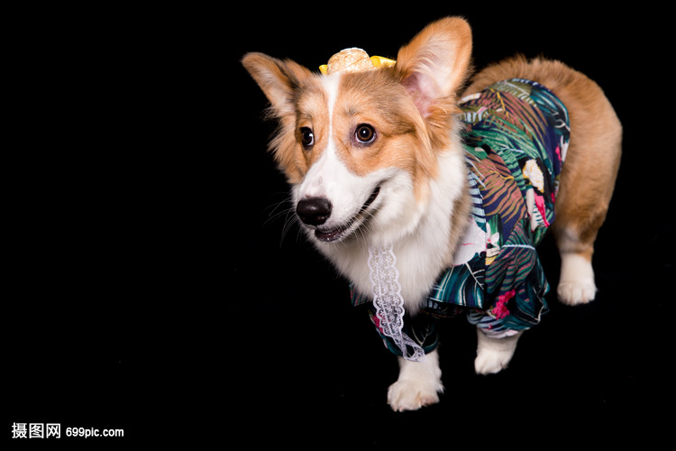 狗狗吐拉白色粘液——揭开背后的真相