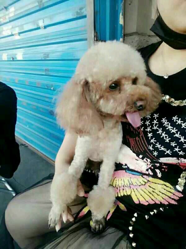 狗狗咬伤自己怎么办？——揭开宠物护理的秘密